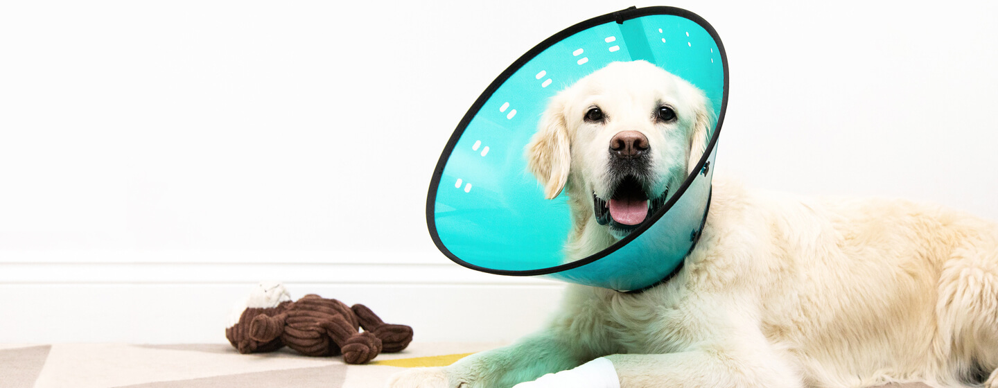 How Long Do Dog Stitches Take To Heal